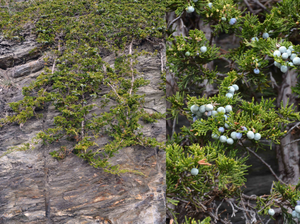 Sefistrauch (Juniperus sabina)